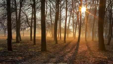 Golden Sunlight Filtering Through the Forest Trees wallpaper