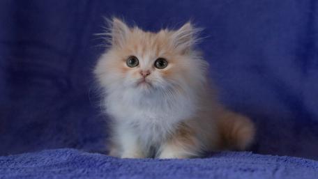 Adorable fluffy kitten with captivating eyes wallpaper