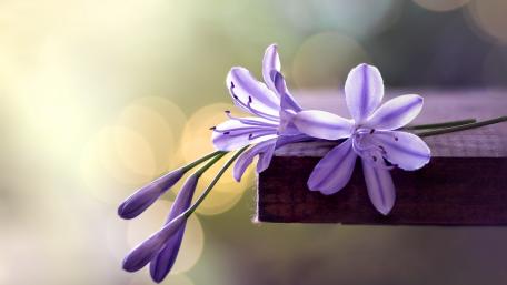 Delicate Lavender Blooms on a Wooden Surface wallpaper