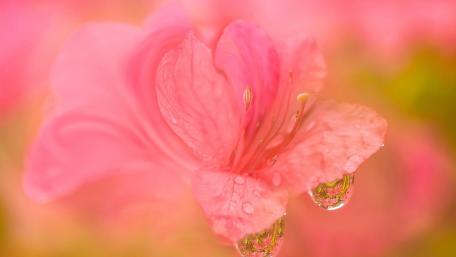 Delicate Pink Flower with Dewdrops Beauty wallpaper