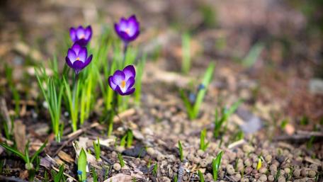 Springtime Crocuses Blooming in Vibrant Purple Shades wallpaper