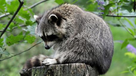 Raccoon in Tranquil Reflection wallpaper
