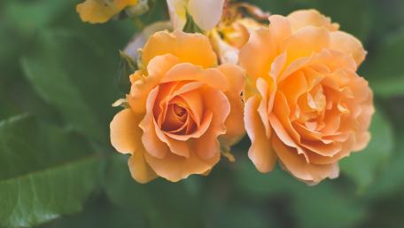 Delicate Peach Roses in Bloom wallpaper