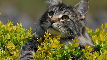 Majestic Cat Among Vibrant Greenery wallpaper