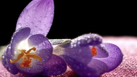 Delicate Purple Crocuses with Dew Drops wallpaper