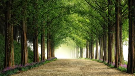 Serene Tree-Lined Pathway in Nature's Embrace wallpaper