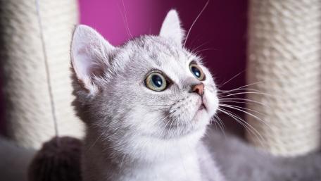 Charming Gray Kitten with Striking Eyes wallpaper
