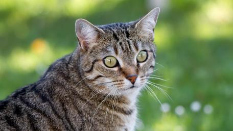 Captivating Stripes and Enchanting Gaze wallpaper