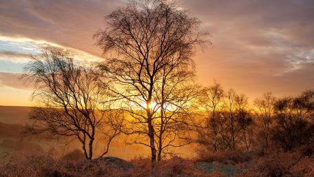 Golden Sunset Over Silhouetted Trees wallpaper