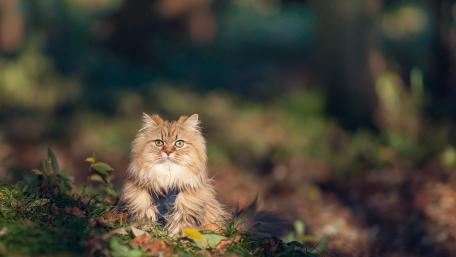 Majestic Feline in Nature's Embrace wallpaper