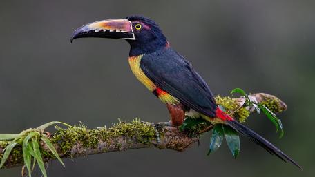 Vibrant Toucan Perched on a Branch wallpaper