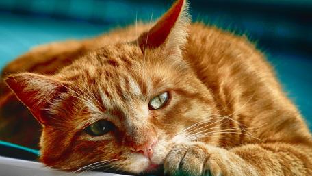 Cozy Ginger Cat Relaxing in Sunlight wallpaper