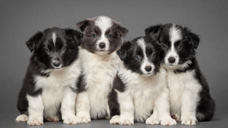 Cute Border Collie Puppies Together wallpaper