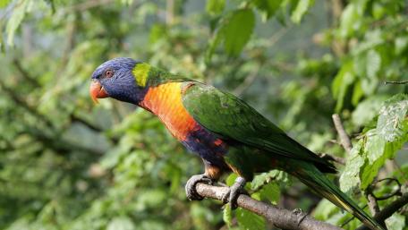 Colorful Parrot Perched Among Green Leaves wallpaper