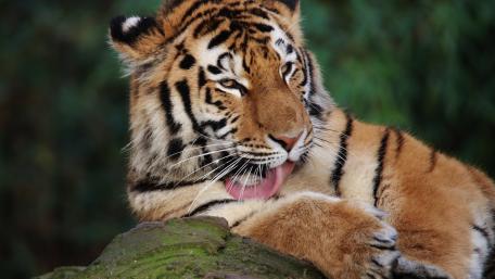 Majestic Tiger in a Serene Moment wallpaper