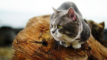 Curious Cat on a Log wallpaper