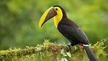 Vibrant Toucan Among Lush Greenery wallpaper