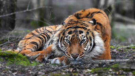Majestic Tiger in Its Natural Habitat wallpaper