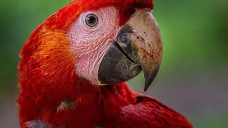 Vibrant Red Parrot Close-Up Wallpaper wallpaper