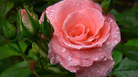 Delicate Pink Rose with Dewdrops Presenting Nature's Elegance wallpaper