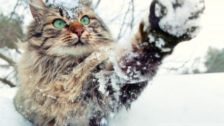 Playful Cat in Winter Wonderland wallpaper