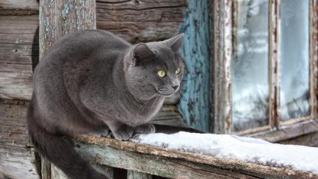 Charming British Shorthair Cat in Winter Scene wallpaper