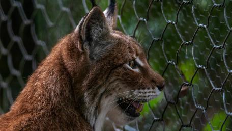 Majestic Lynx Behind a Fence wallpaper