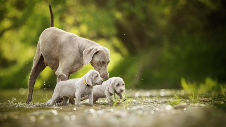 Playful Moments with Silver Puppies and Their Parent wallpaper