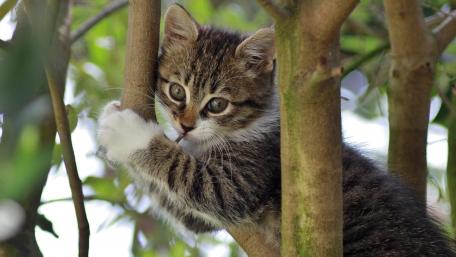 Playful Kitten Climbing a Tree wallpaper