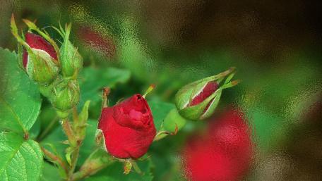 Radiant Red Roses Blossoming in Nature wallpaper