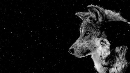 wolf man wallpaper