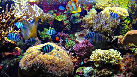 Underwater Symphony A Kaleidoscope of Coral and Fish wallpaper