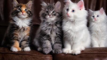 Adorable Quartet of Fluffy Kittens wallpaper