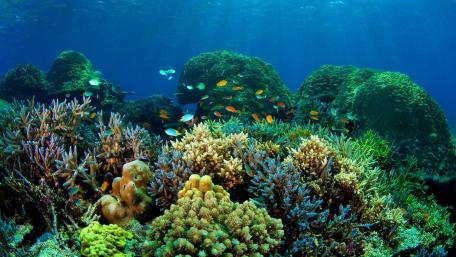 Vibrant Underwater Ecosystem with Colorful Fishes and Coral Gardens wallpaper