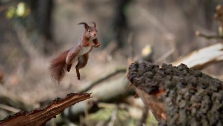 Playful Squirrel Leaping in Nature's Embrace wallpaper