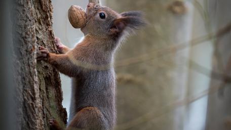 Charming Squirrel with Nut Climbing Tree wallpaper