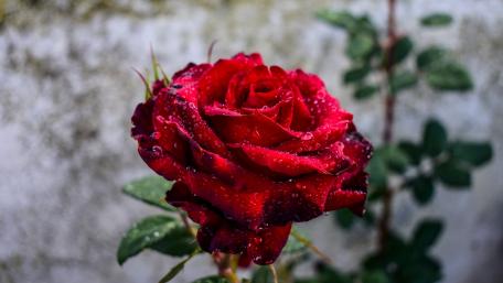 Elegant Red Rose with Dew Drops Shine wallpaper