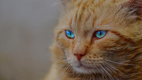 Majestic Ginger Cat with Captivating Blue Eyes wallpaper