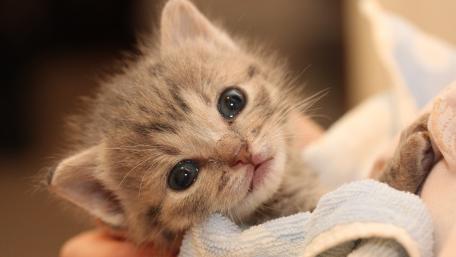 Adorable Kitten in Soft Blanket wallpaper