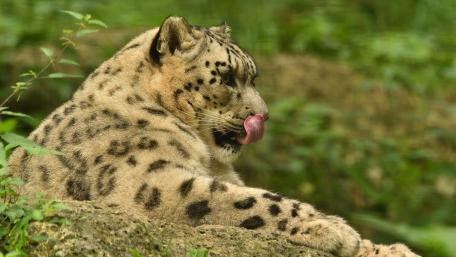 Majestic Snow Leopard in Nature Scene wallpaper