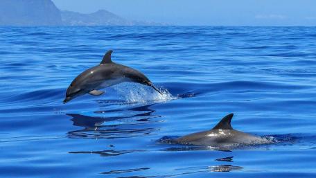 Dolphins Dancing in Azure Waters wallpaper