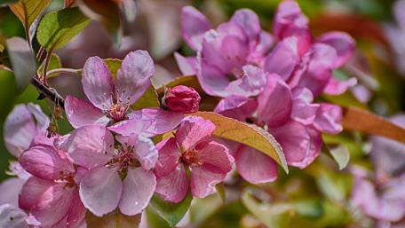 Blossoms of Springtime Beauty and Renewal wallpaper