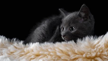Mysterious Black Kitten on Soft Fur wallpaper