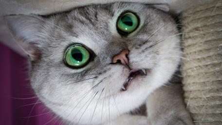 Vampire cat wallpaper