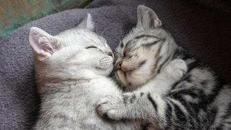 Sleeping Feline Friends Embrace wallpaper