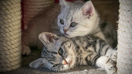 Playful Kittens Enjoying Their Time Together wallpaper