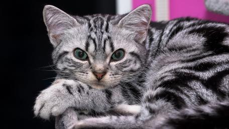 Striking Silver Tabby Cat with Enchanting Green Eyes wallpaper