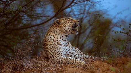 Majestic African Leopard in Natural Habitat wallpaper