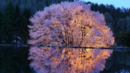 Radiant Spring Blossom Reflected in Tranquil Waters wallpaper