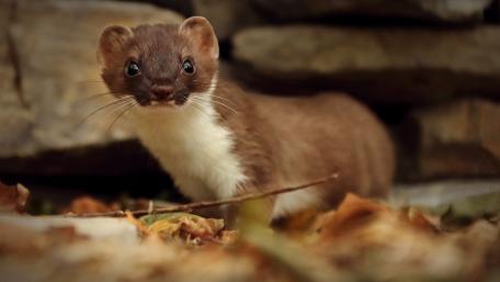 Adorable Stoat in Nature's Embrace wallpaper
